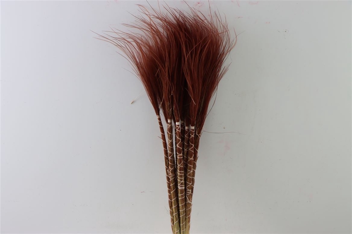 <h4>Dried Stypha Penata Brown Bunch</h4>