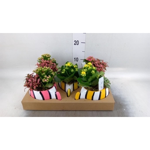Arr.    Planten  L%