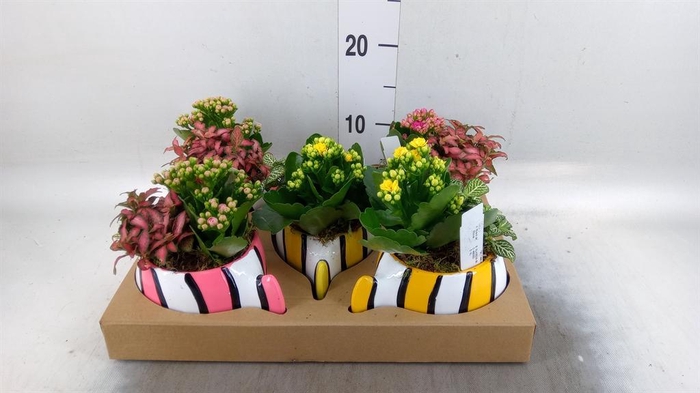 <h4>Arr.    Planten  L%</h4>