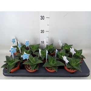 xGasteraloe  'Tiki Zilla'