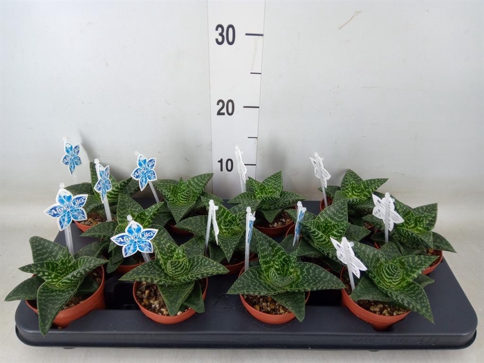 <h4>xGasteraloe  'Tiki Zilla'</h4>