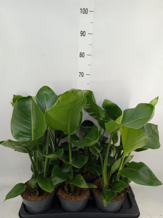 <h4>Strelitzia nicolai</h4>