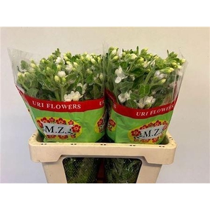 Oxy Co Perf Whi Harm