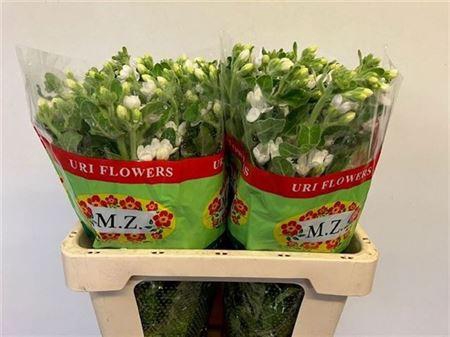 <h4>Oxy Co Perf Whi Harm</h4>