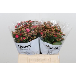 Kal Sens Pink Meadow