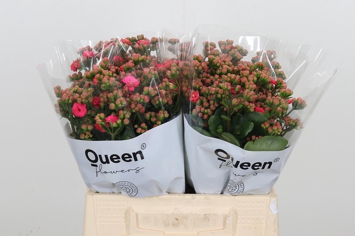 <h4>Kal Sens Pink Meadow</h4>