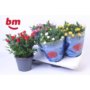 Rosa Jewel Patio Mix 17cm