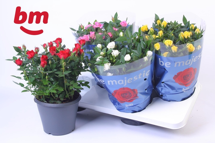 <h4>Rosa Jewel Patio Mix 17cm</h4>