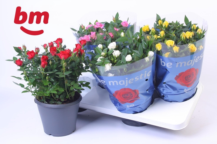 <h4>Rosa Jewel Patio Mix 17cm</h4>