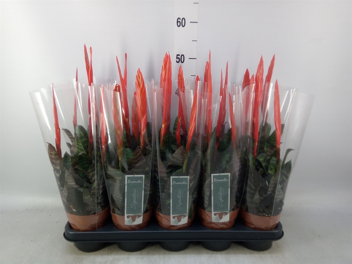 <h4>Vriesea  'Era'</h4>