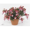 Bella Fuchsia 'Petra' ( hang )