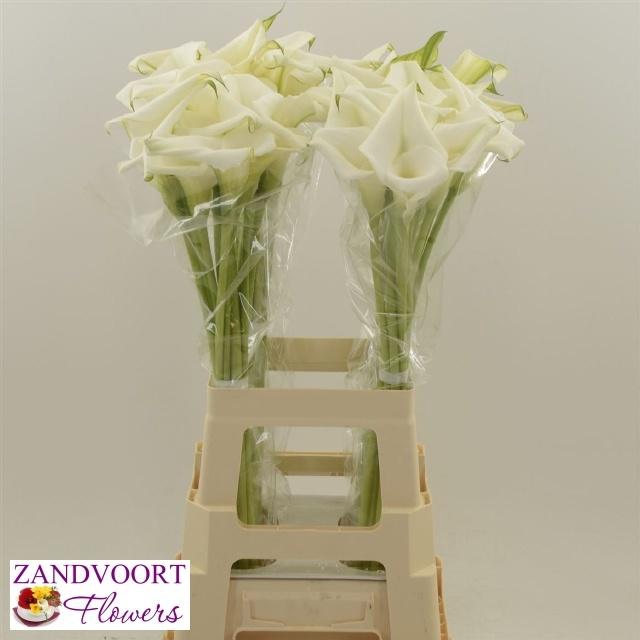 <h4>ZANT WHITE MAMBO</h4>