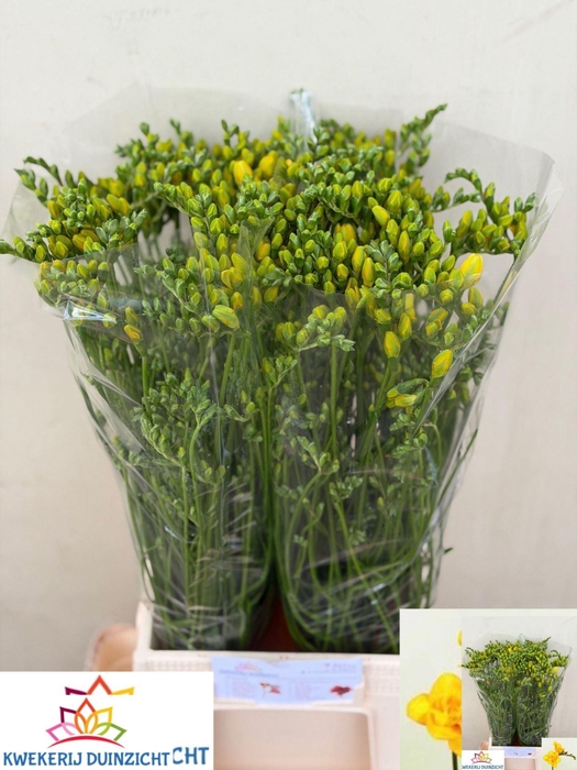 <h4>Freesia du Yvonne</h4>