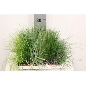 Carex gemengd