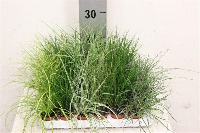 <h4>Carex gemengd</h4>