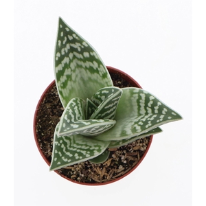 Aloe variegata