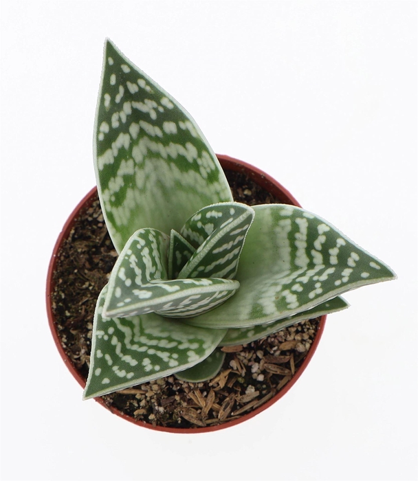 <h4>Aloe variegata</h4>