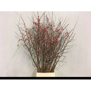 CHAENOMELES SUPERBA