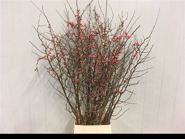 <h4>CHAENOMELES JAPONICA</h4>