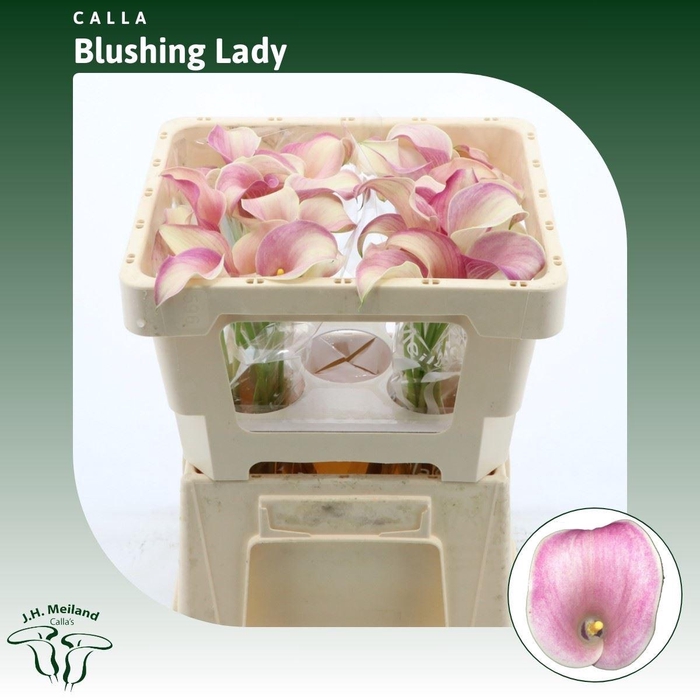 <h4>Calla Blushing Lady</h4>