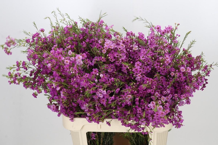 <h4>Chamelaucium Niek's Pride</h4>
