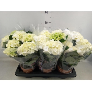 Hydrangea mac.   ...