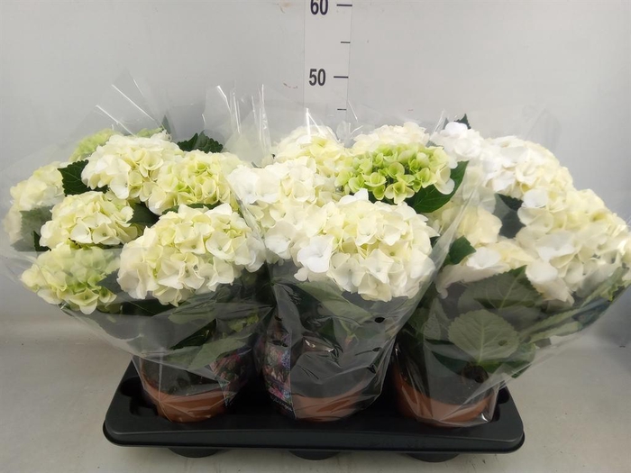 <h4>Hydrangea mac.   ...</h4>