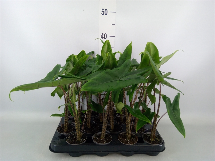 <h4>Alocasia zebrina</h4>