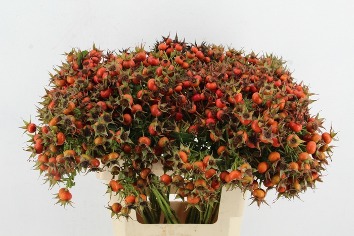 <h4>ROSA HIP HOP ORANGE</h4>
