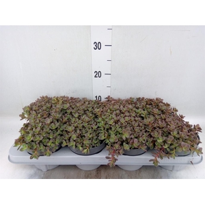 Sedum cauticola 'Lidakense'