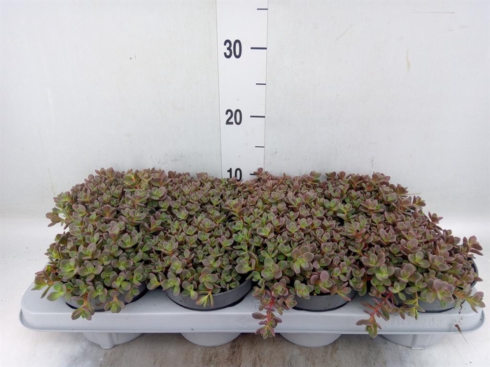 <h4>Sedum cauticola 'Lidakense'</h4>