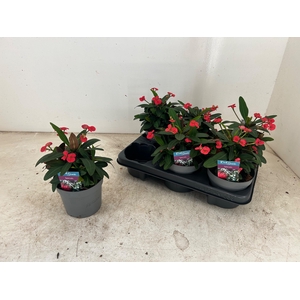 EUPHOR MI MAXI OLYMP