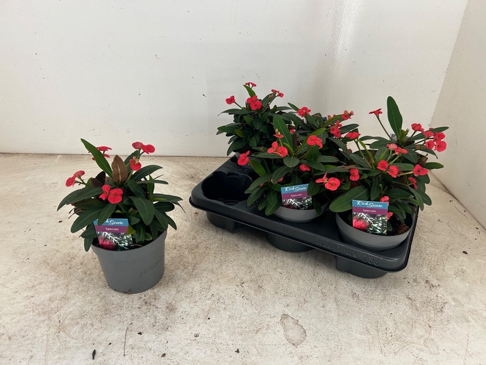 <h4>EUPHOR MI MAXI OLYMP</h4>