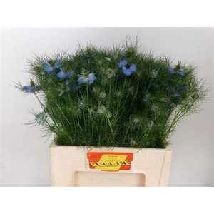 NIGE D OV BLAUW BS