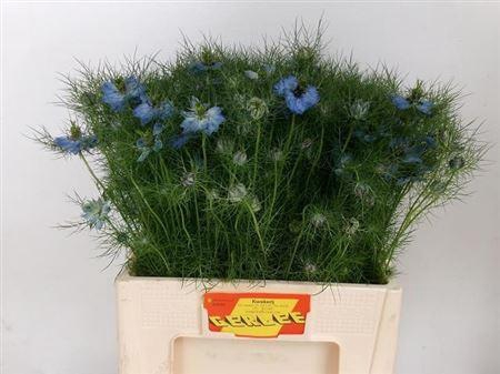 <h4>NIGE D OV BLAUW BS</h4>