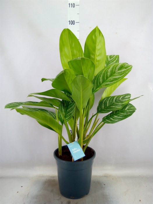 <h4>Aglaonema  'Stripes'</h4>