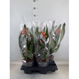 Aechmea  'Pepita Elegant Flames'