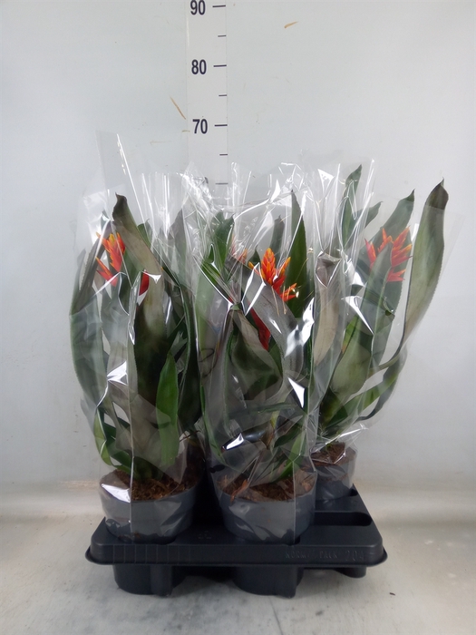 <h4>Aechmea  'Pepita Elegant Flames'</h4>