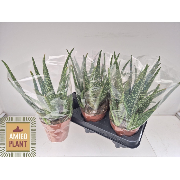 <h4>ALOE VERA</h4>