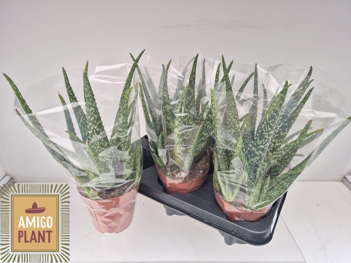 <h4>ALOE VERA</h4>
