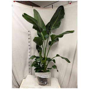 STRELITZIA NICOLAI