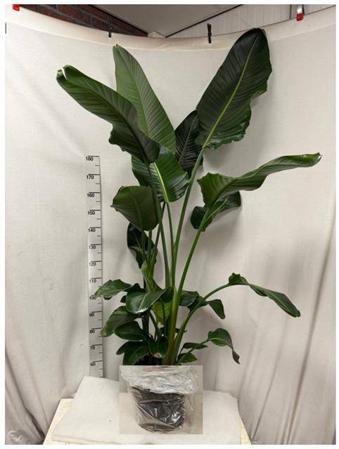 <h4>STRELITZIA NICOLAI</h4>
