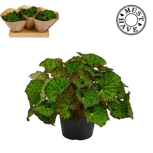 Bladbegonia Rex 17 Lime Fever Must Have