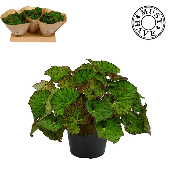 <h4>Bladbegonia Rex 17 Lime Fever Must Have</h4>