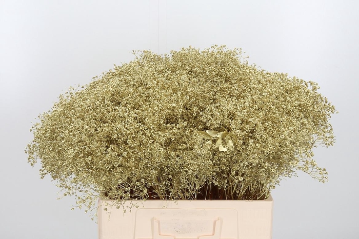 <h4>Gyps Kl Bh Goud</h4>