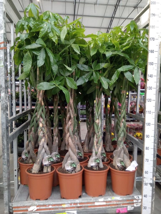 <h4>Pachira aquatica</h4>