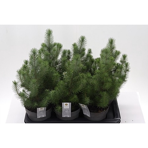 Zz Pinus Silver Crest