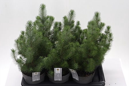 <h4>Zz Pinus Silver Crest</h4>