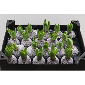 Wax Hyacinth Snow Wijnrood