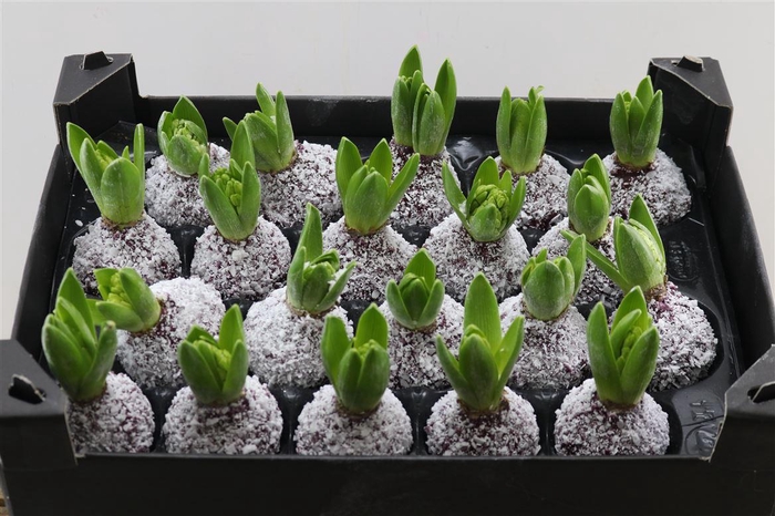 <h4>Wax Hyacinth Snow Wijnrood</h4>